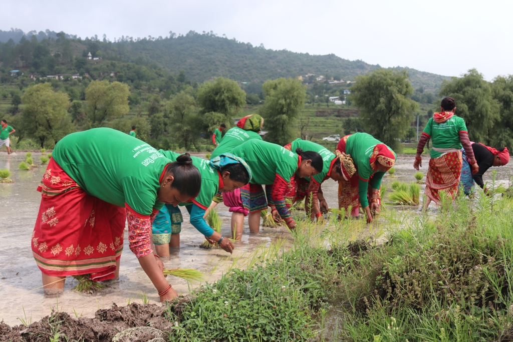 देउडा गाउँदै डडेल्धुरामा मनाइयाे धान दिवस (फोटोफिचर)