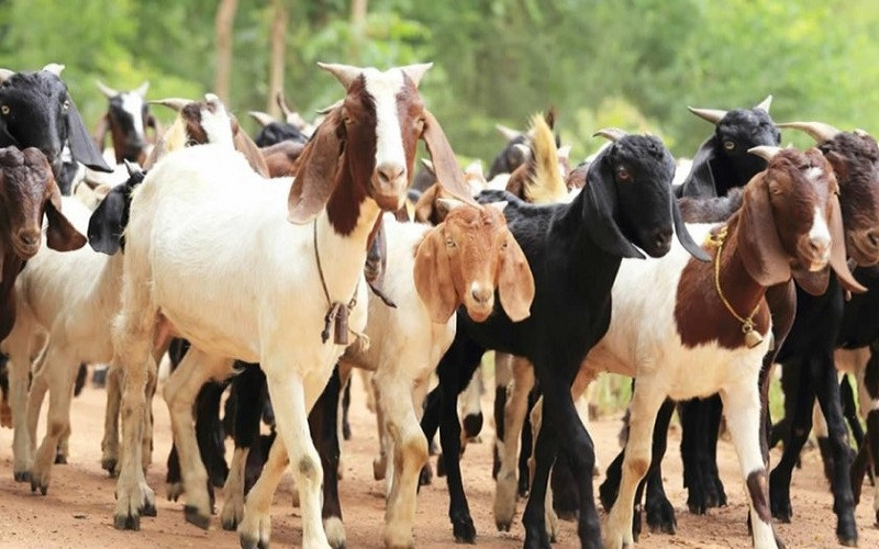 एउटै गाउँबाट एक करोडको खसीबोका बिक्री