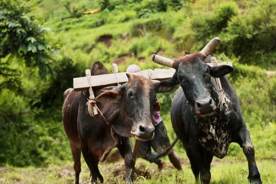 गोरु पाल्ने कृषकलाई १० हजार अनुदान