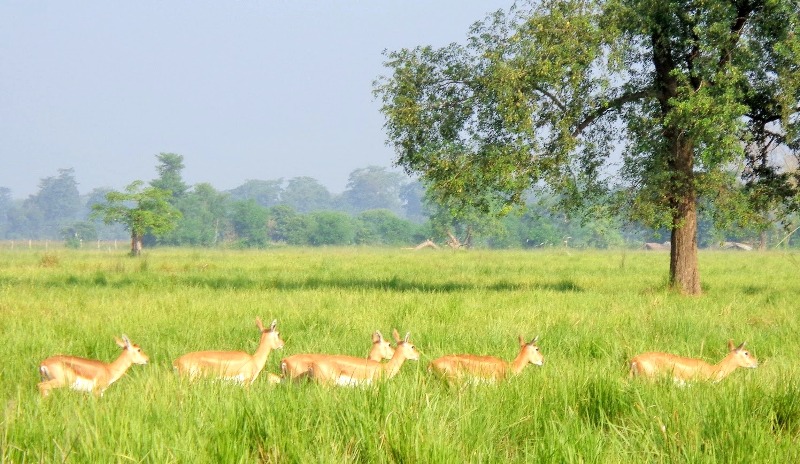 चितवन कृष्णसारका लागि उपयुक्त