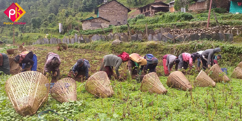 ताराखोलाको नीति : बाँझो जमिनमा कृषि