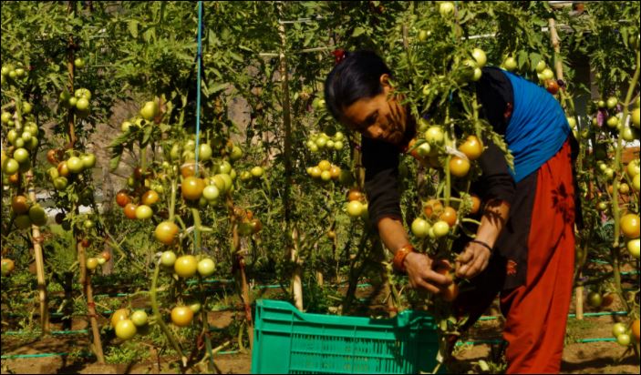 तरकारीमा आत्मनिर्भर बन्दै दैलेखका कुमालखाडावासी