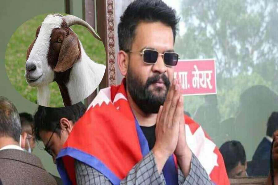 बालेनले अग्रता लिएसँगै खोटाङका दुई युवाले राखे २८ किलोको खसी बाजी