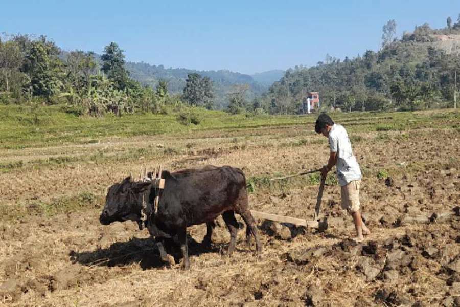 जग्गा बाँझो नराख्नेलाई अनुदान