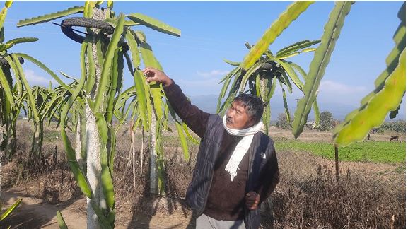 ड्रागनखेतीमा बित्दै पूर्वमन्त्री विष्टका दिन