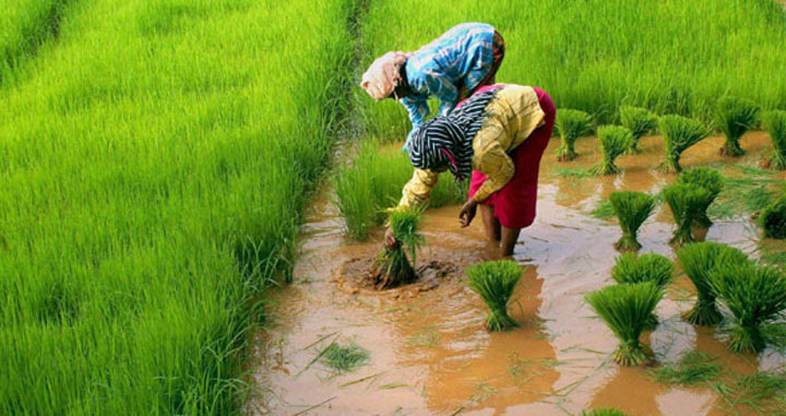 नुवाकोटमा धान उत्पादन बढाउन अनुदान