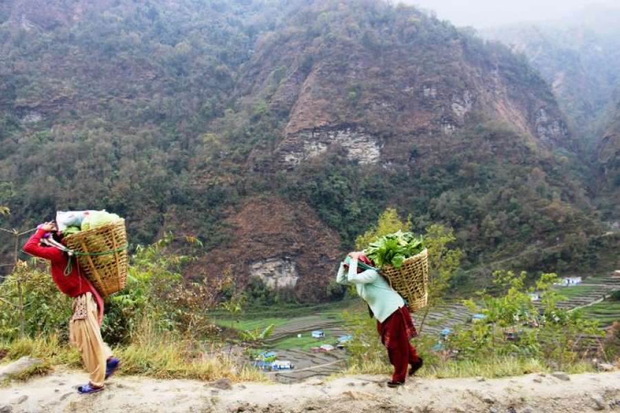 भान्सामा छैनः बारीको तरकारी गाईवस्तुलाई