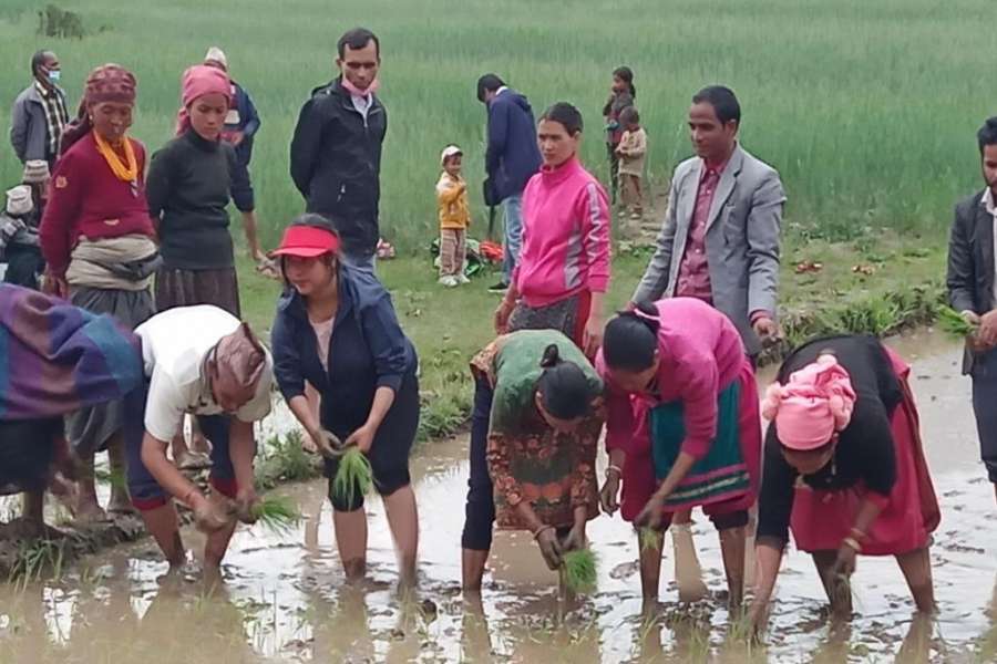 विश्वको अग्लो स्थान छुमचौर ज्यूलामा रोपियो मार्सी धान