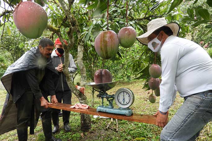 कोलम्बियामा फल्यो संसारकै ठूलो आँप, वजन कति ?