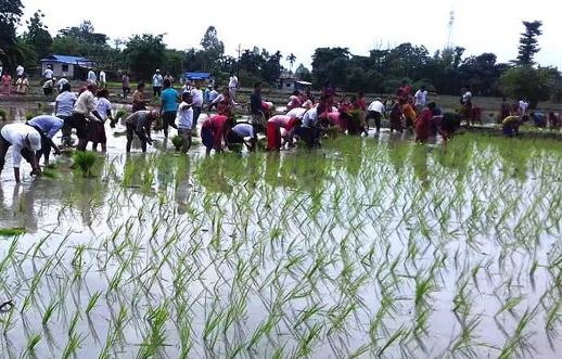 कर्णाली प्रदेशमा ६६ प्रतिशत रोपाइँ