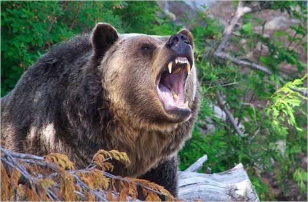 तनहुँमा भालुको आक्रमणबाट एकजना घाइते