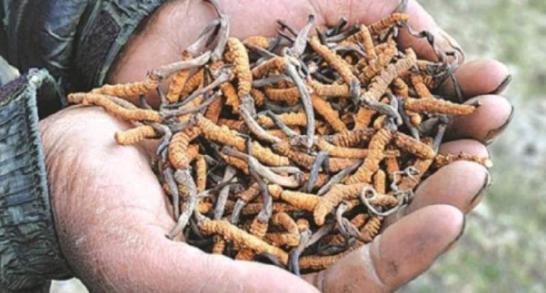 यार्सा सङ्कलनका लागि मुुगुुका बासिन्दा पाटनतिर