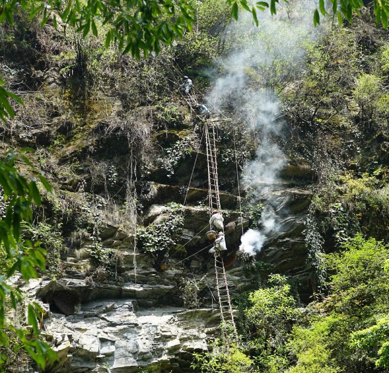 सुरु भयो स्वाँतका भिरमा यसयामको ‘हनिहन्टिङ’
