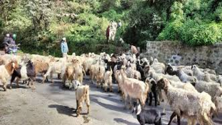 जुम्लामा भेडापालक किसानलाई गोठालो भत्ता
