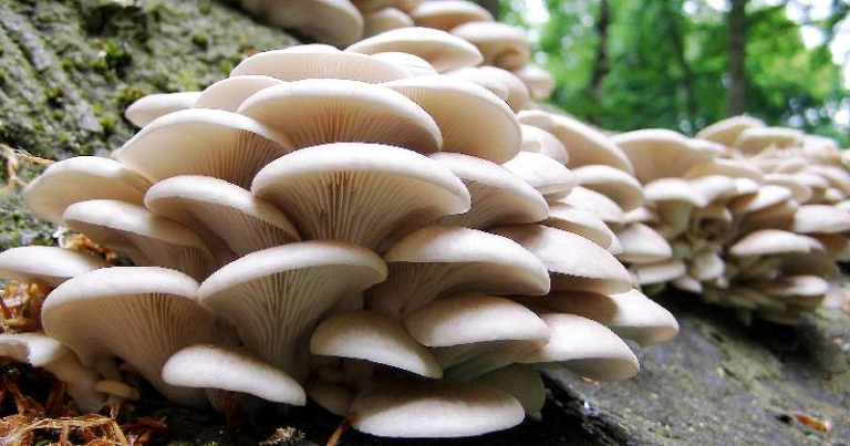 जङ्गली च्याउँ खादा तीन बिरामी