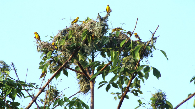 दुर्लभ सुनौलो तोप चराको गणना सुरु