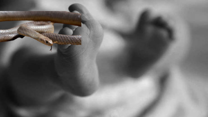 सर्पले डसेर १४ महिने शिशुको मृत्यु