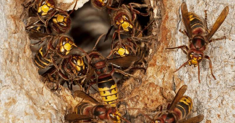 अरिंगालले टोक्दा एकजना बालकको मृत्यु, पाँचजना बालबालिका गम्भीर घाइते