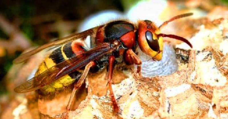 अरिङ्गालले टोकेर एक वृद्धाको मृत्यु