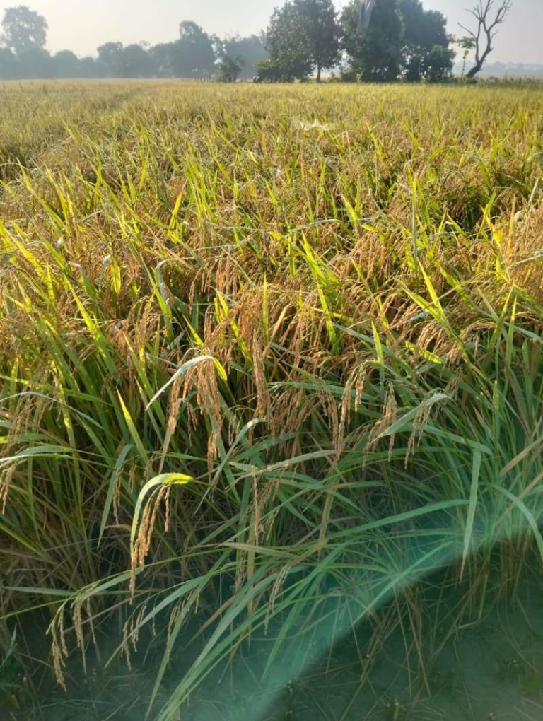 बीउ बिक्रीबाट किसानको आम्दानी वृद्धि