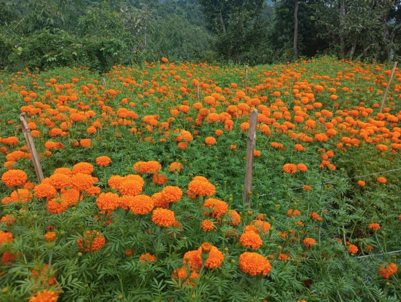 फूलखेतीबाट एक याममा पाँच लाख बढी आम्दानी