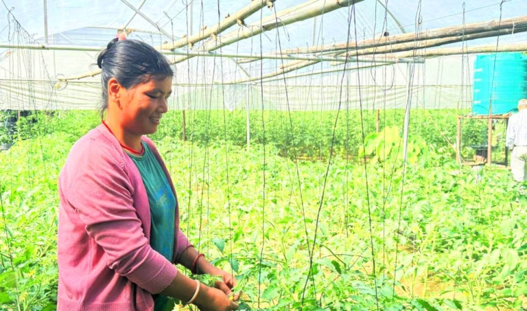 तरकारीखेतीबाट नौ लाख आम्दानी