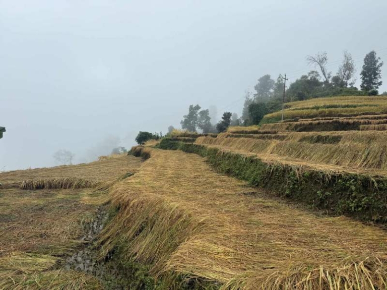पर्वतमा धानबालीमा क्षति पुगेका कृषकलाई राहत दिइने
