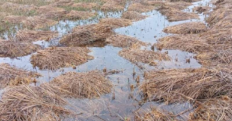 बेमौसमी वर्षाः गुल्मीमा पाँच करोडको धानबाली नष्ट