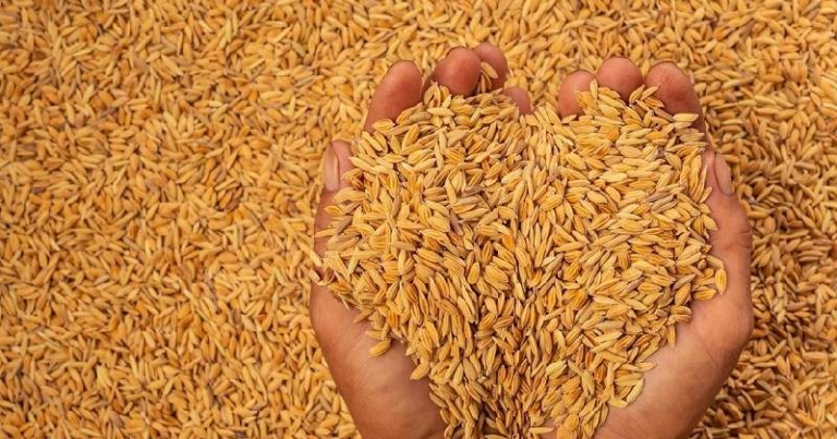 वर्षाका कारण धान उत्पादनमा तीन लाख मेट्रिक टनले कमी आउने