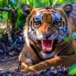 क्यामेरा जडान गरेर मान्छे मार्ने बाघको खोजी