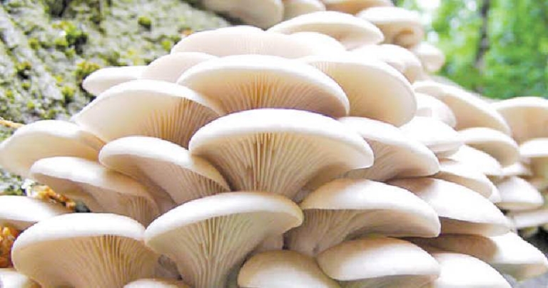 जंगली च्याउको तरकारी खाँदा प्यूठानमा ९ जना बिरामी