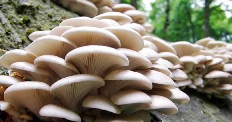 जङ्गली च्याउ खाँदा तीन वर्षीया बालिकाको मृत्यु